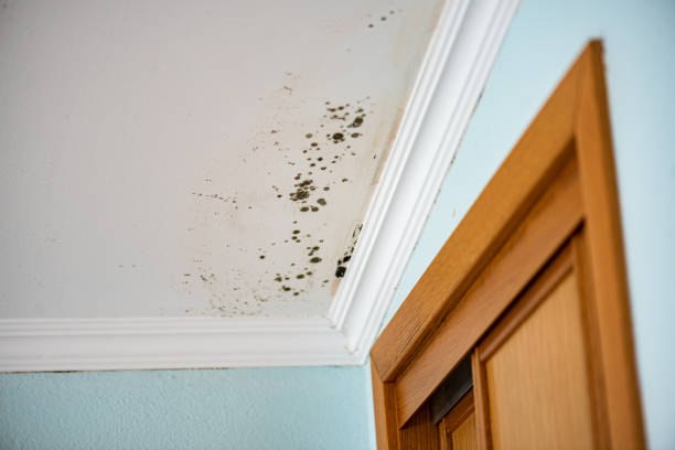 Best Commercial Mold Remediation in Scaggsville, MD