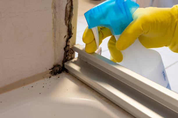 Best White Mold Remediation in Scaggsville, MD
