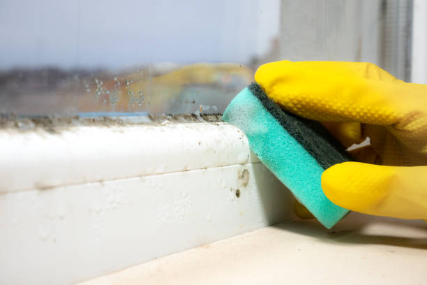 Best Post-Flood Mold Remediation in Scaggsville, MD