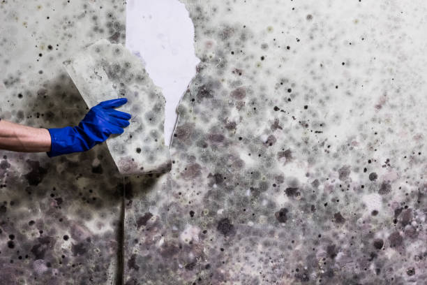 Best White Mold Remediation in Scaggsville, MD