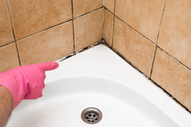Best Residential Mold Remediation in Scaggsville, MD